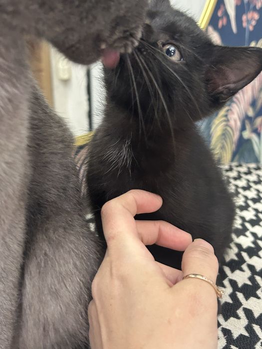 Отдам в добрые руки котенка
