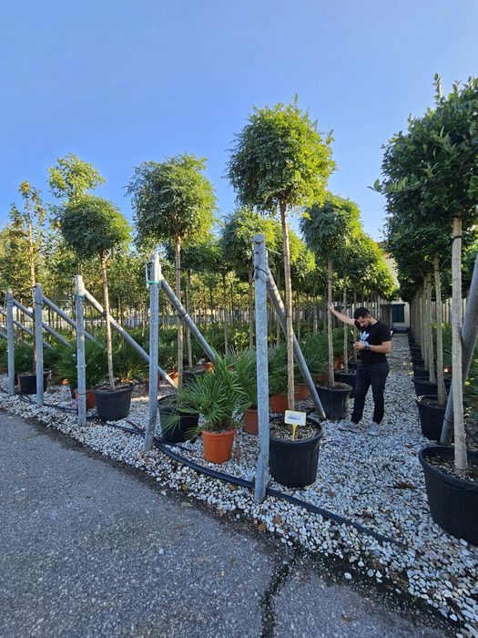 Salcâm globular calitate extra toate dimensiunile