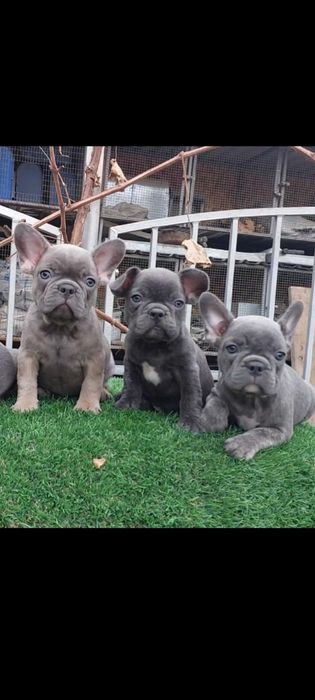 Красивые французики