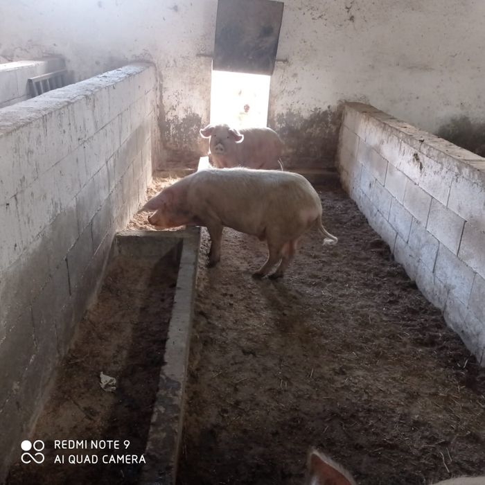 Продам молодых свиней