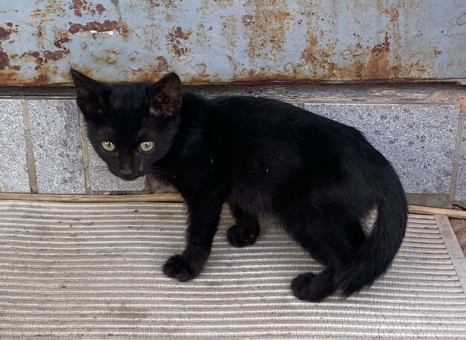 Подарявам котета
