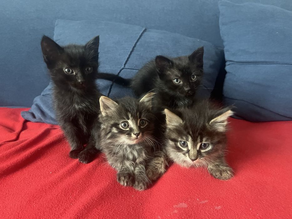 Котятя в добрые руки