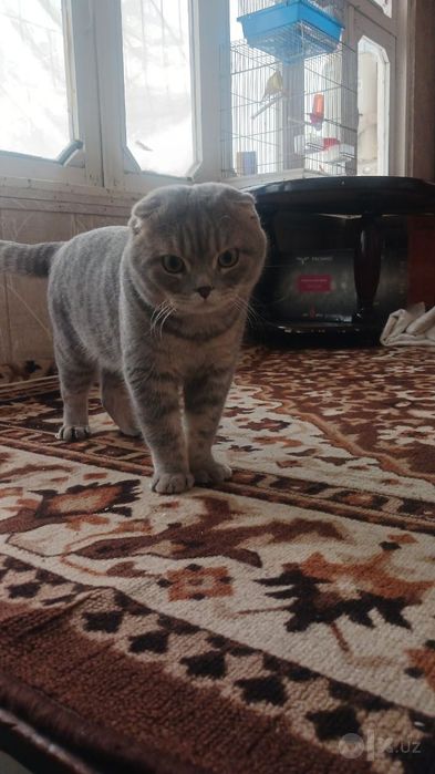 Mushuk  parodali
