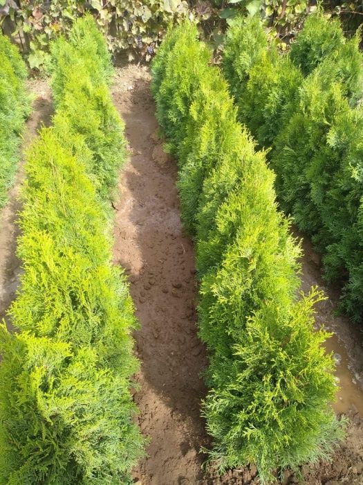 PRODUCATOR Puieti Tuya, Thuja, Tuia, Tuja Columnaris Smarald 80-120cm