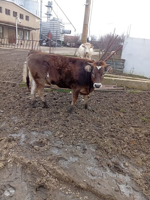 Vând Vițea Montată Preț 7500 lei Preț Fix