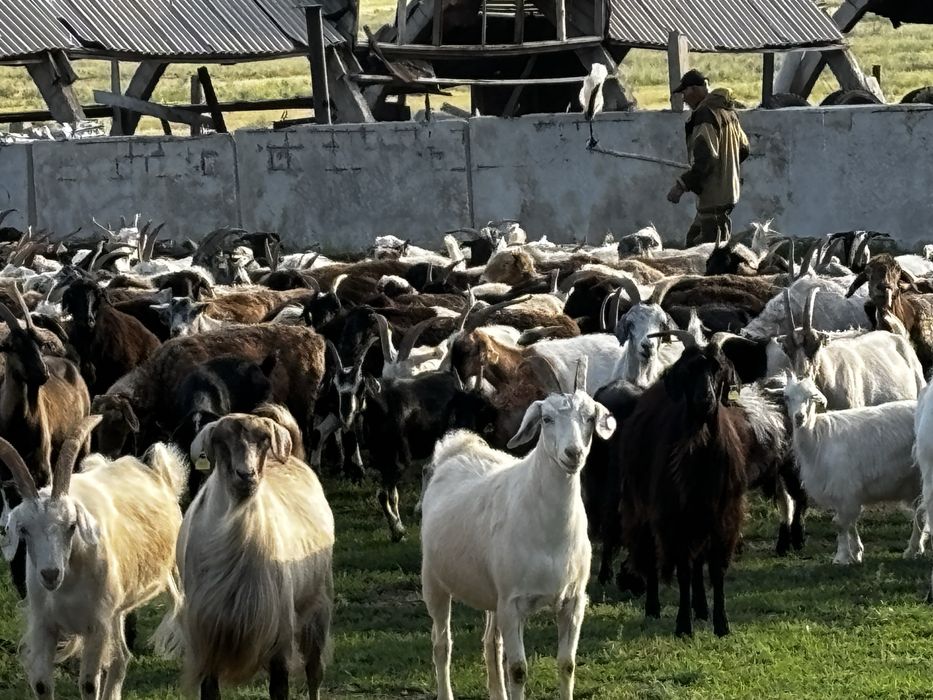 Продаю коз , Ешки сатам