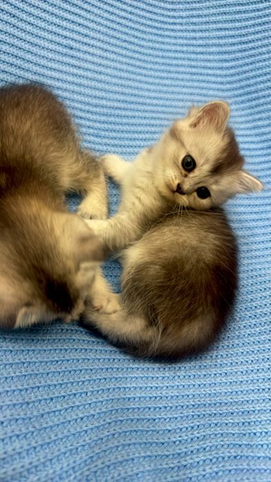 Продаётся серебристая  шиншилла