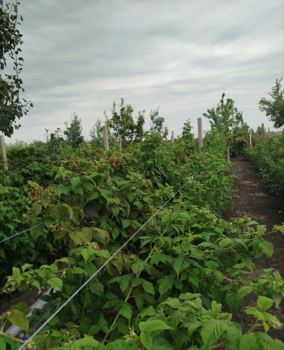 Butași de zmeură soiul Polka