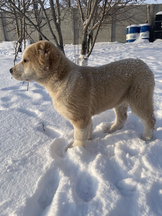 Щенок тобет мальчик срочно