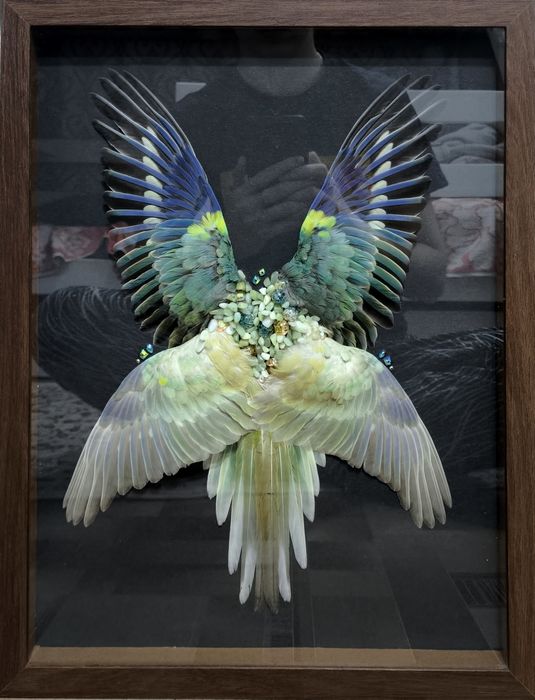 Композиция из птичьих крыльев