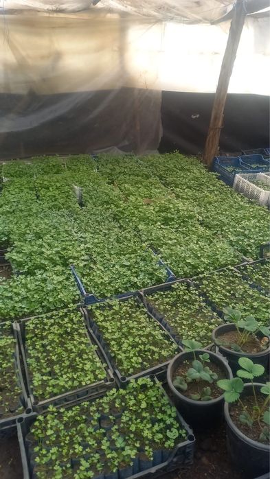 Răsaduri de vînzare