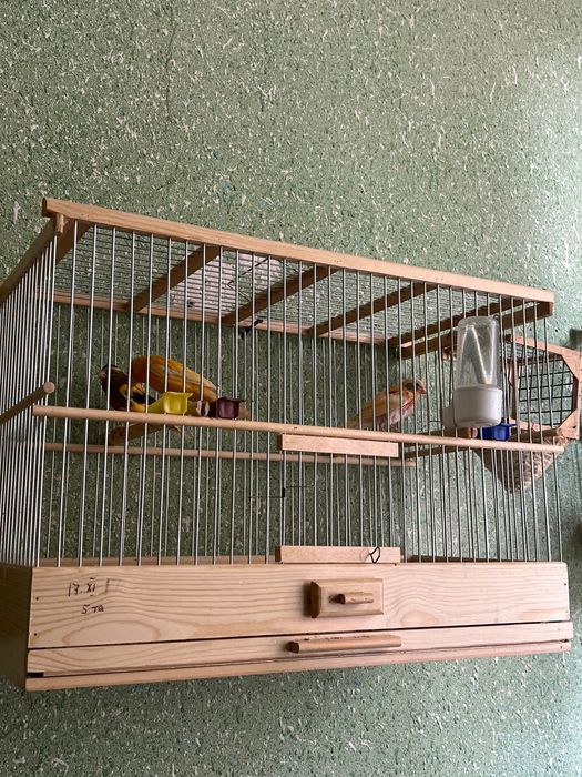 Конарейки все молодые первый выводки