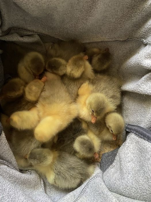 Vând boboci de Gâscă!