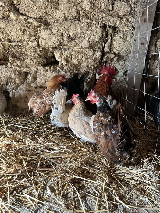 Familii/ perechi gaini Chabo Motata olandeza Paduana