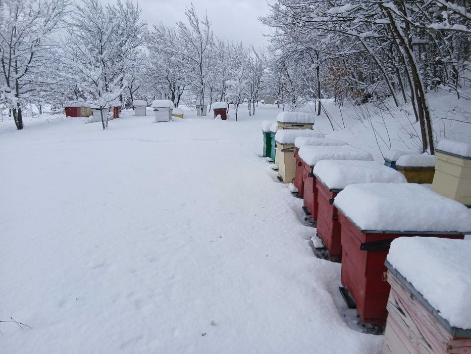 Vand familii albine la alegere