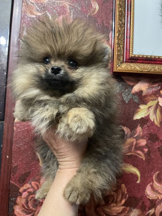 Щенки померанского шпица