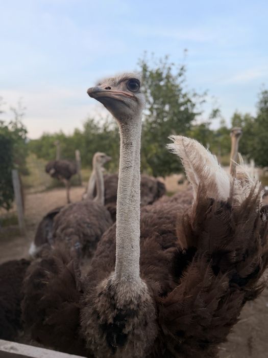 Struți africani de vânzare – sănătoși și bine întreținuți