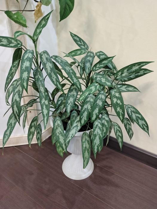 Продам комнатные цветы