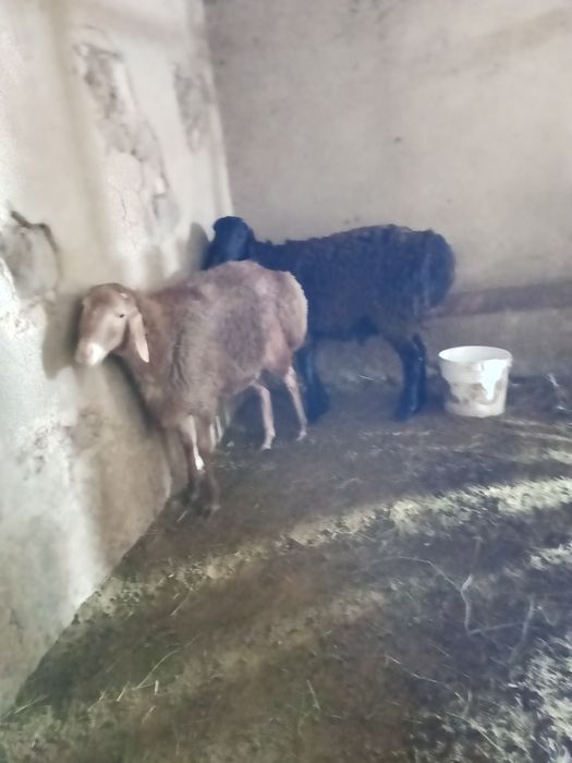 Кошкарлар гисар тукымдыка сатылады