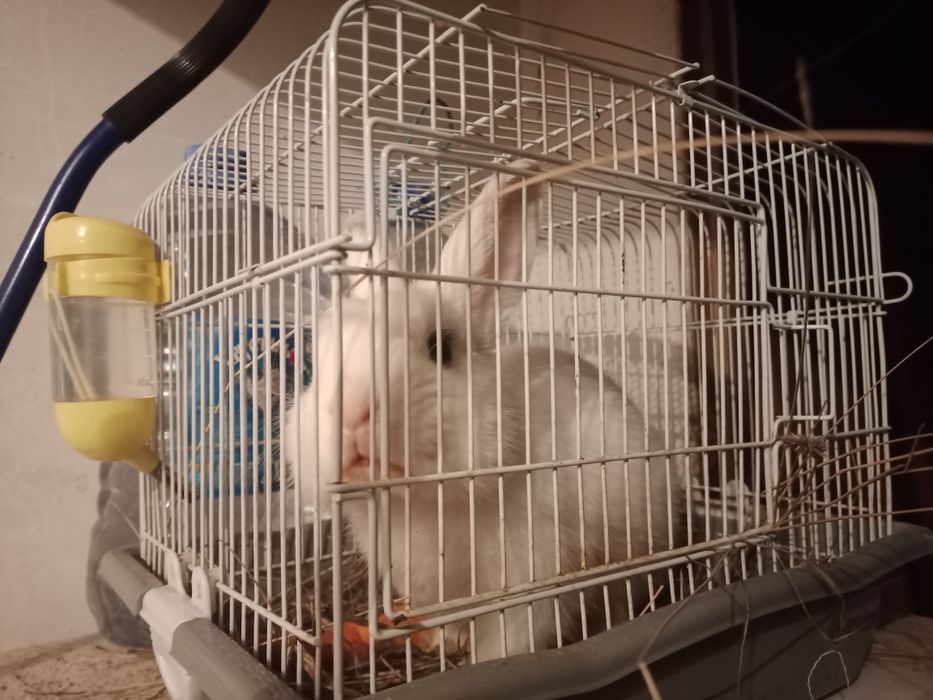 Кролик декоративный