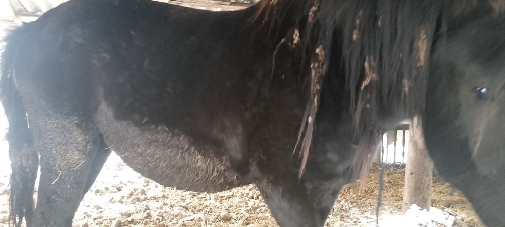 Продам кобыл жеребыж