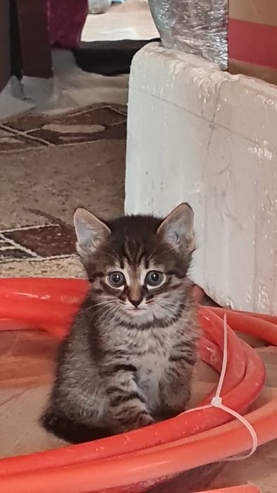 Милые, пушистые котята