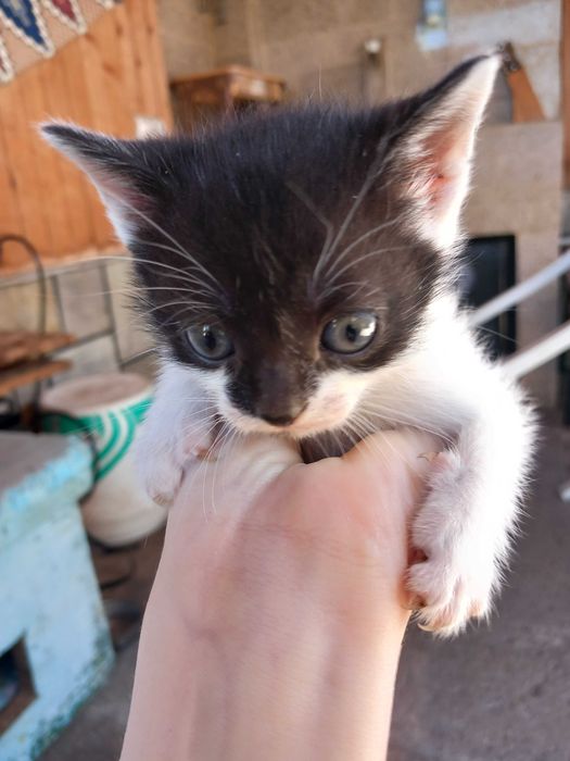Подаряват се малки котета