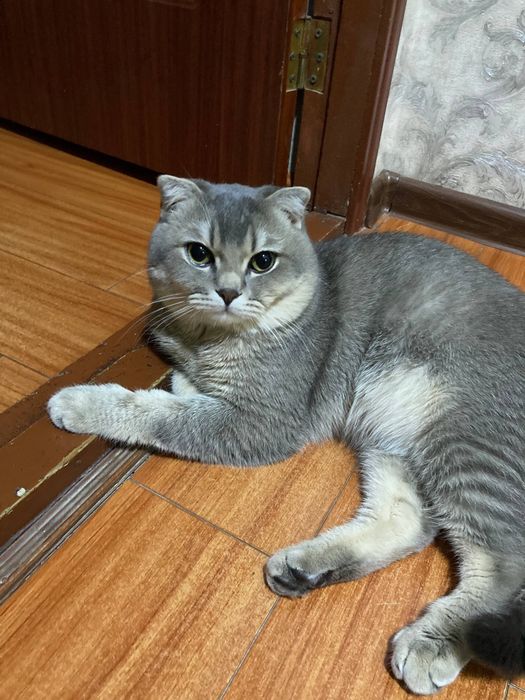 Кот на вязку вислоухий шатландец метис с шиншилой