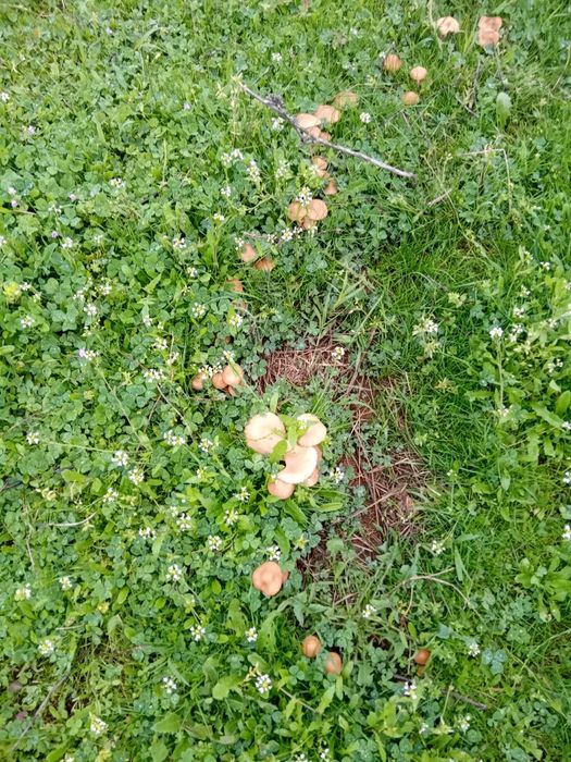 Прясна челядинка