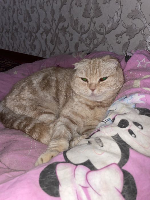 Кошки в добрые руки