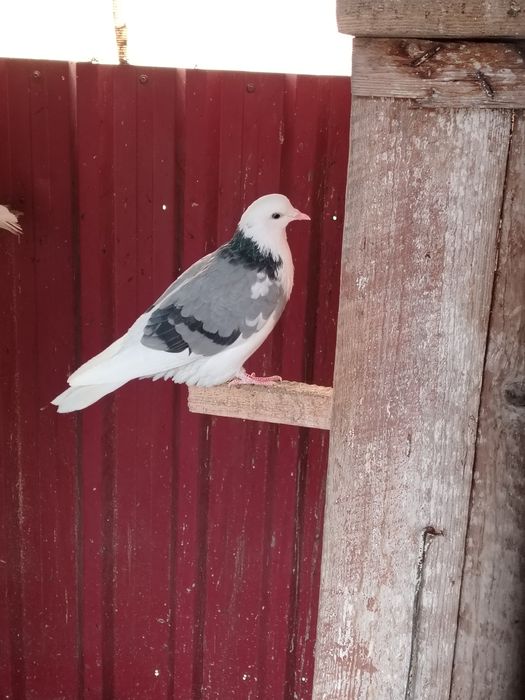 Vand porumbei birmingham