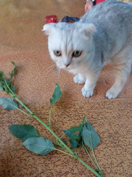 Котенок серебро  британец фолд