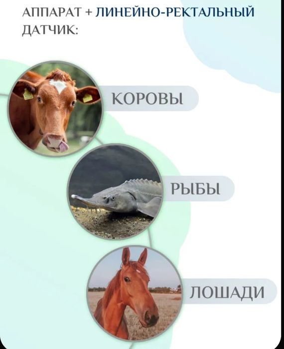 Аппарат УЗИ ветеринарный