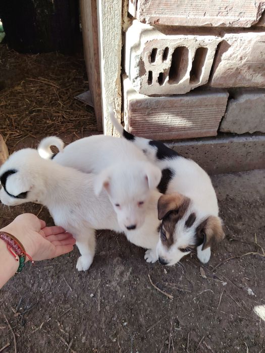 Малки сладки кученца