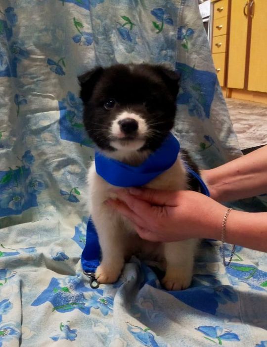 Отдам щенков. 4 мальчика и 2 девочки.