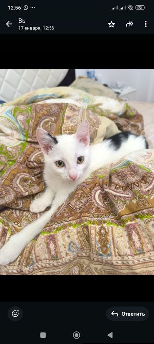 Отдам кота в хорошие руки