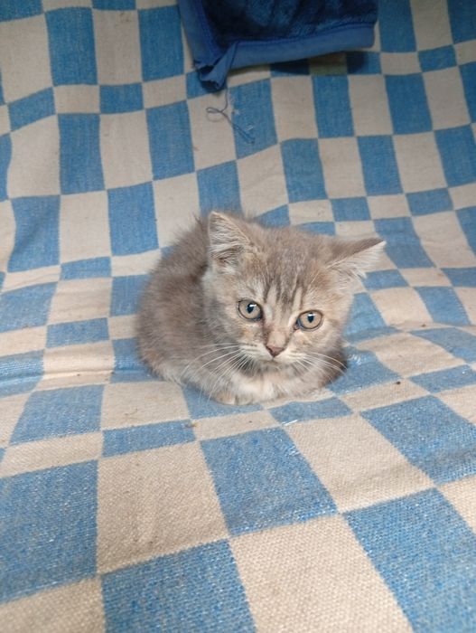 Продам шотландских котят