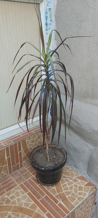 Цветы различных видов