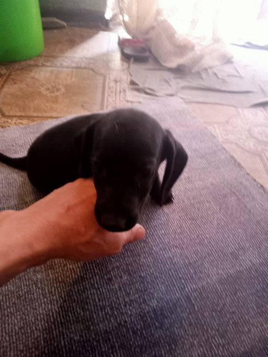 Щенок таксы мальчик