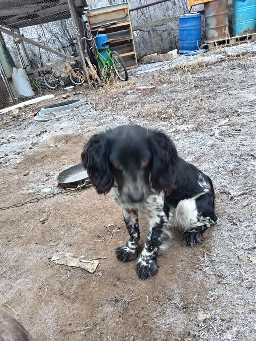 спаниель возраст год сучка