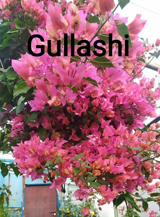 Bugenvilliya arabiski gul