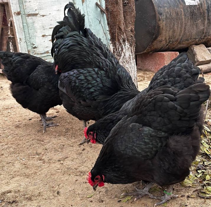 ЖУЖАЛАР.кора джерси жужалари сотилади.