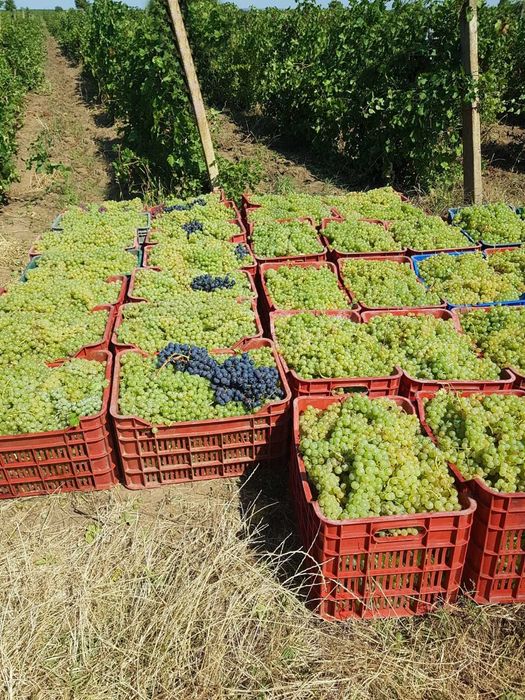 Struguri de vin adusi acasa diverse soiuri albi-negri, preț producător livrare la locație în Arges