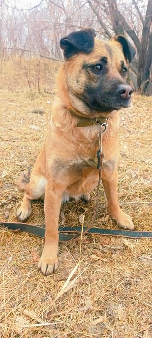 Собака в свой дом