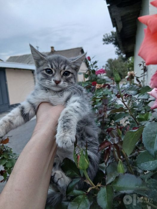 Котятам очень нужен дом!