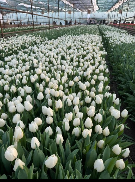 Тюльпаны оптом и розницу