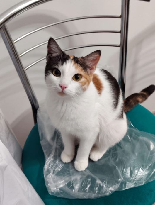 Кошечка в добрые руки