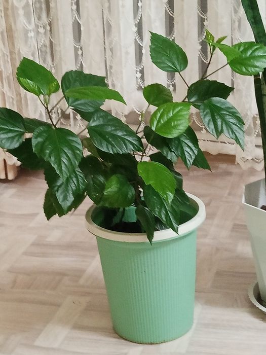 Продаю комнатные цветы