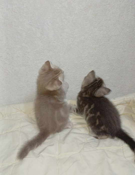 Продаются котята
