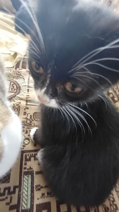 Крутые мимимишные котята